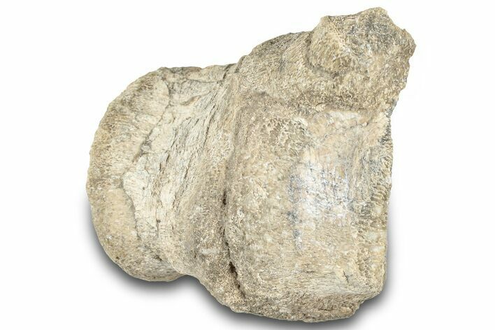 Fossil Iguonodontian Dinosaur (Tenontosaurus) Vertebrae - Montana #322096